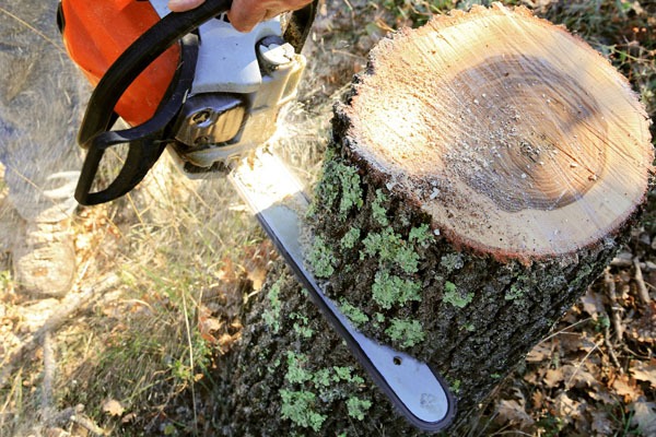Comment couper un arbre dans son jardin